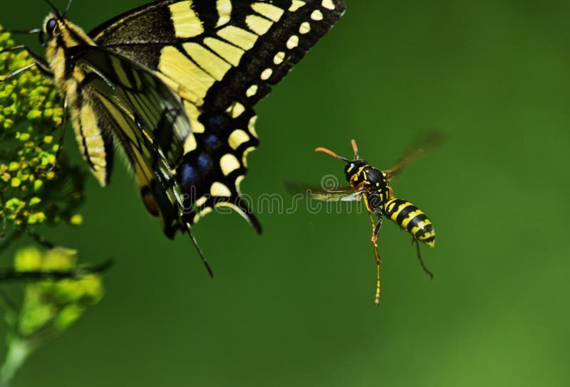 Paper wasp Polistes gallicus in flight scaring swallowtail butterfly. Paper wasp Polistes gallicus in flight scaring swallowtail butterfly