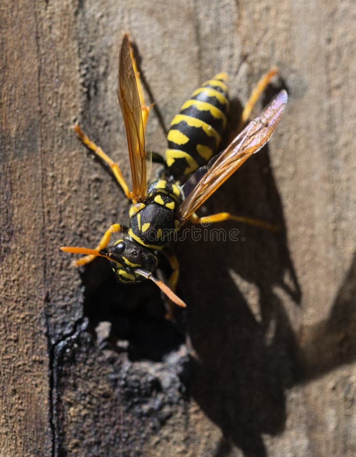 Polistesdominula royalty-vrije stock foto's