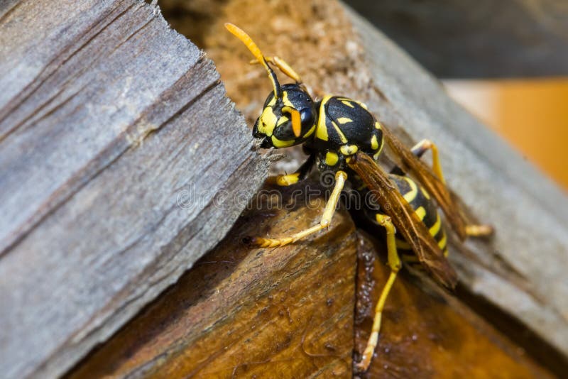 Polistes dominula stock afbeeldingen