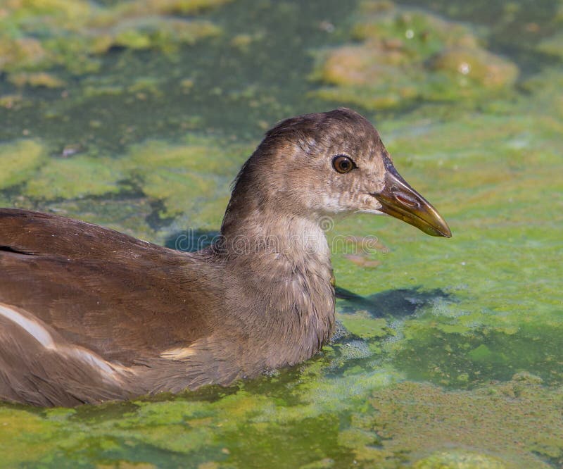 Polla De Agua Juvenil Fotos De Stock Download 155 Fotos Libres de