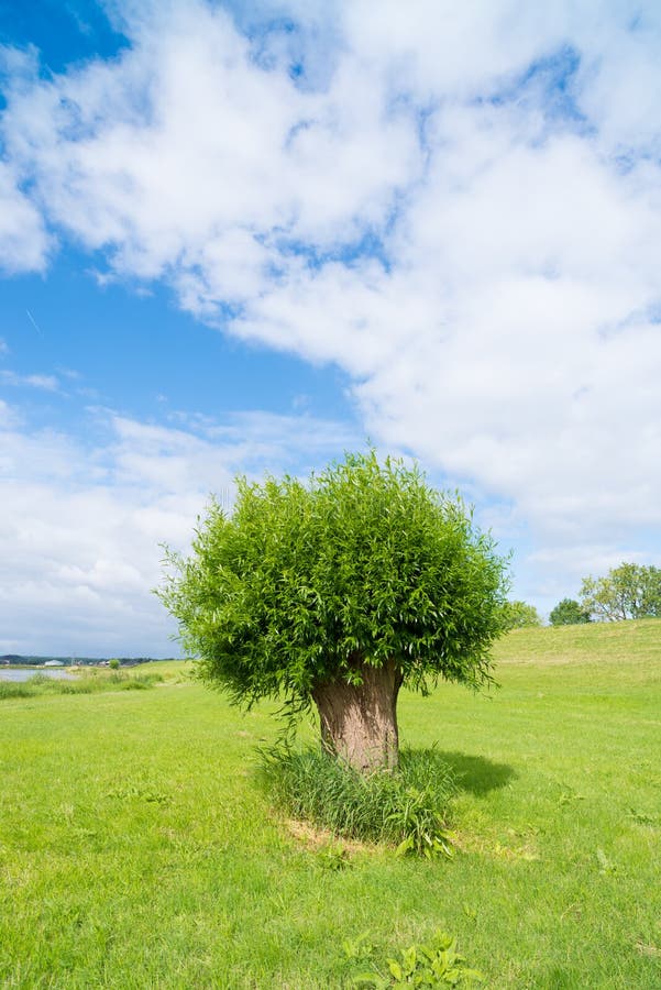 Pollard willow stock image. Image of landscape, willows 83182765