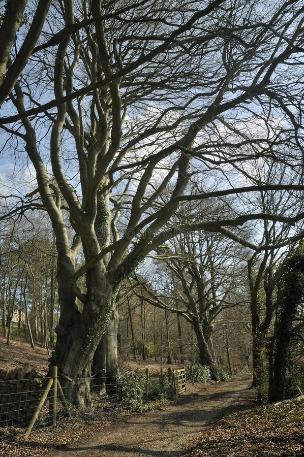 Pollarded Beech Trees - Fagus sylvatica, marking an ancient boundry