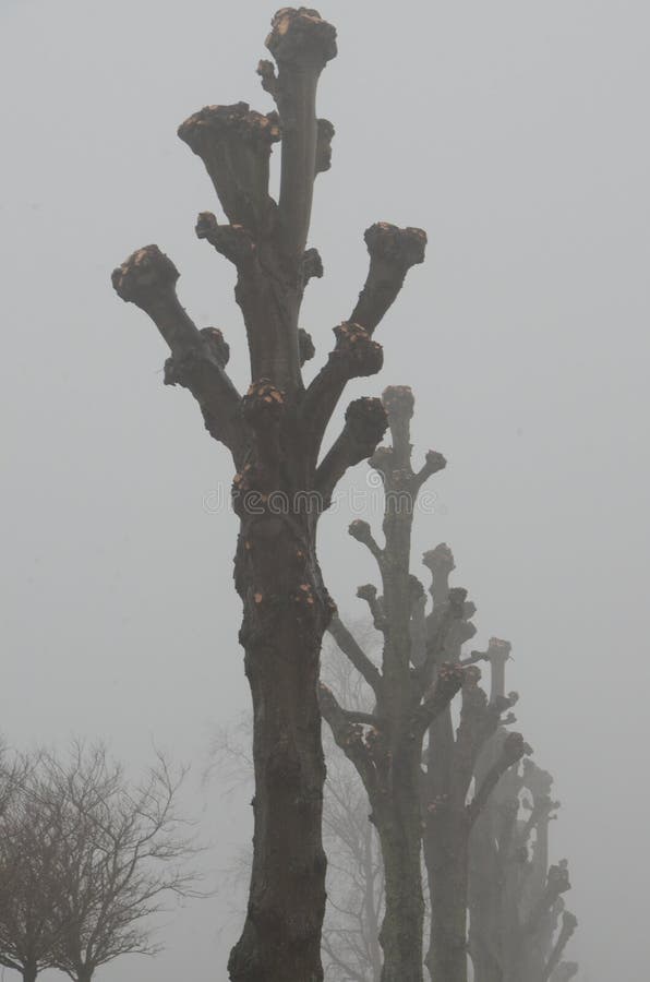 Recently pollarded lime trees appear ghostly in a row in quite tight fog. Recently pollarded lime trees appear ghostly in a row in quite tight fog.