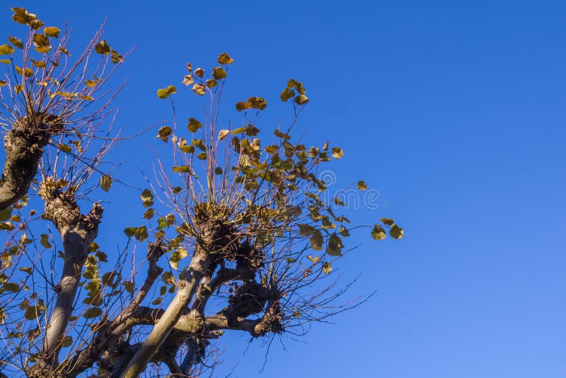 Pollarded tree against a clear blue sky. Pollarded tree against a clear blue sky