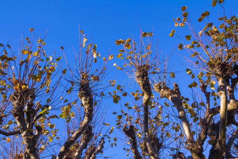 Pollarded poplars against a clear blue sky