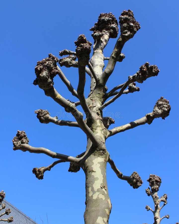 The crown of a newly pollarded street tree, (Platanus) with all side branches removed. Against a background of blue sky.