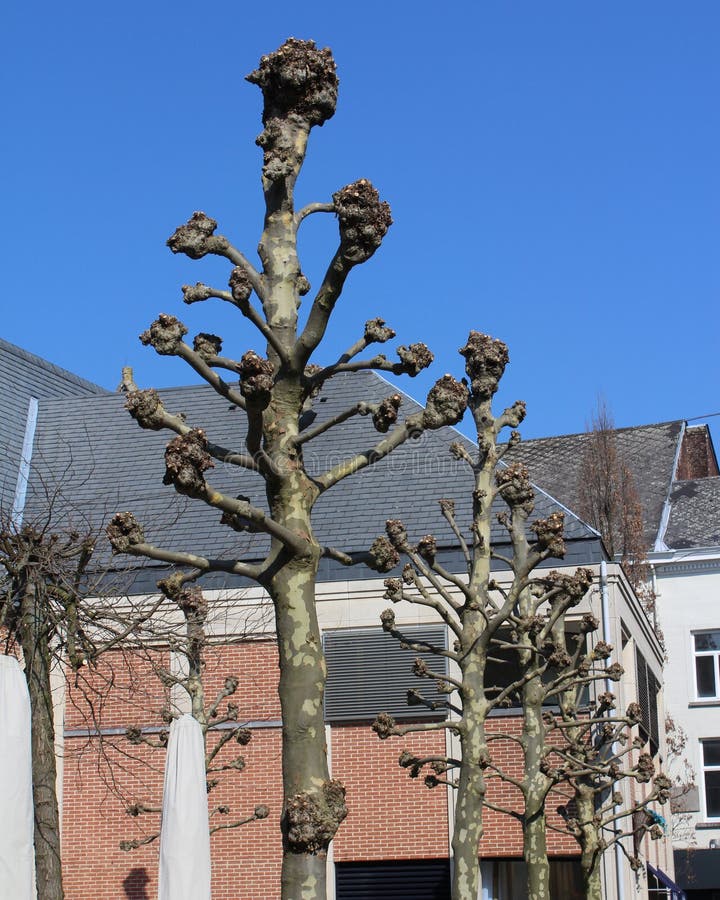The crowns of newly pollarded street trees, (Platanus) with all side branches removed., growing in an urban environment.