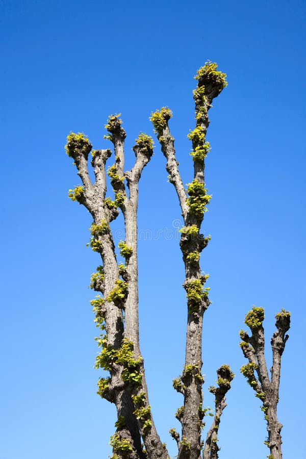 Pollarded tree and a blue sky