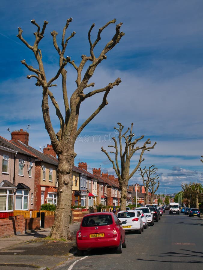 Pollarded trees lining a road of semi-detached houses with cars parked outside. Taken in an urban area on a sunny day with blue skies and light cloud