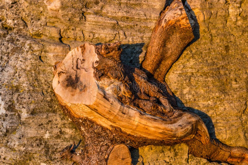 pollarded trunk in the wall of a medieval town