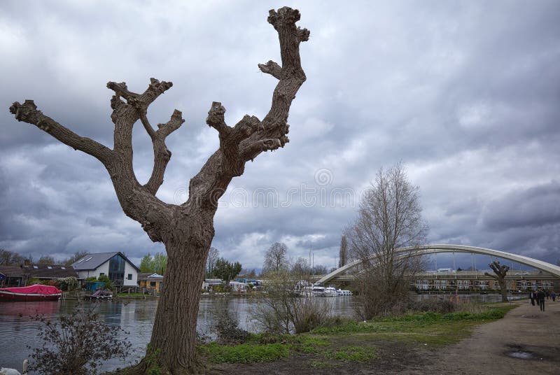 People walk on the towpath of the River Thames, passing a Weeping Willow, bare of smaller branches, after being pollarded. The curved arch of Walton Bridge and riverside boats and houses can be seen on the background, under a brooding and overcast sky. March 2024. People walk on the towpath of the River Thames, passing a Weeping Willow, bare of smaller branches, after being pollarded. The curved arch of Walton Bridge and riverside boats and houses can be seen on the background, under a brooding and overcast sky. March 2024.