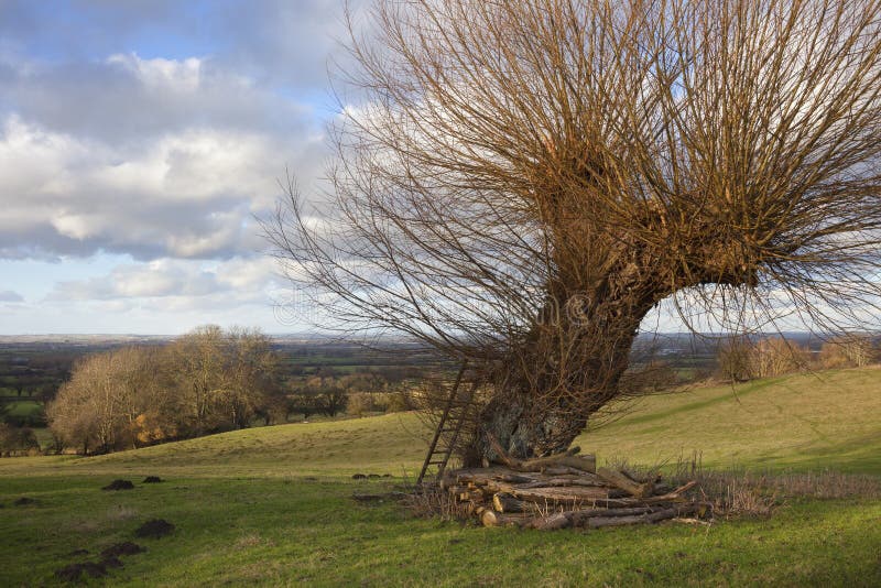 Pollarded willow near Willersey, Cotswolds, Gloucestershire, England. Pollarded willow near Willersey, Cotswolds, Gloucestershire, England.