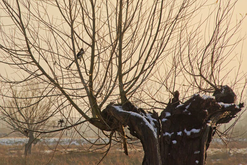 Pollarded willow in the snow with Magpi in Bourgoyen nature reserve, Ghent, Belgium
