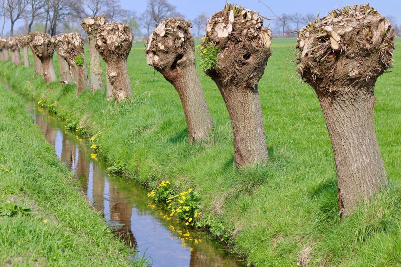 Pollarded willows along the ditch in spring