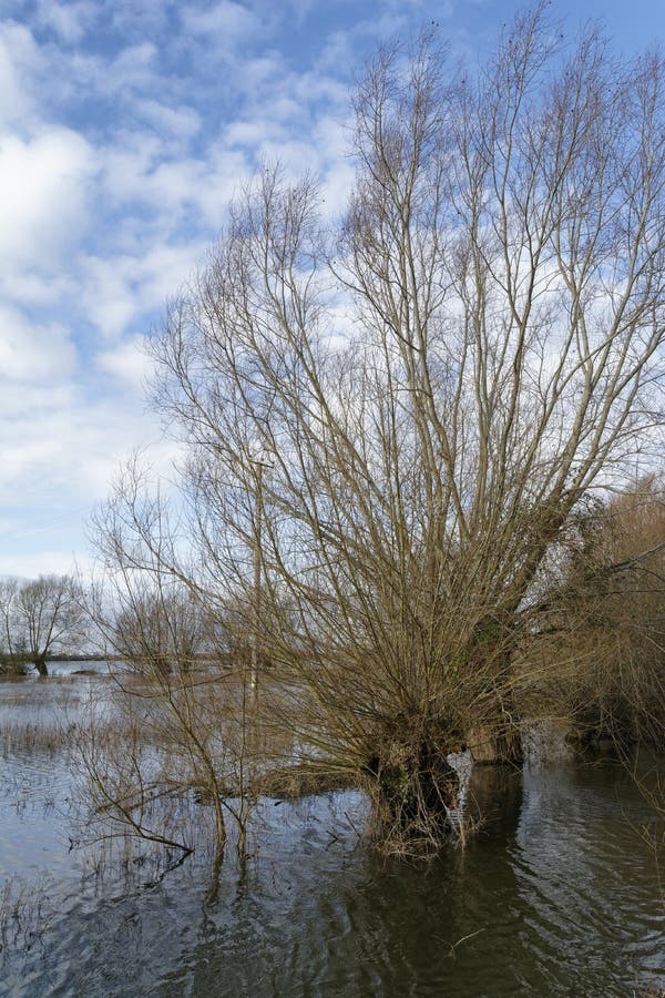 Pollarded Willows at flooded North Meadow Nature Reserve at Cricklade, Wiltshire