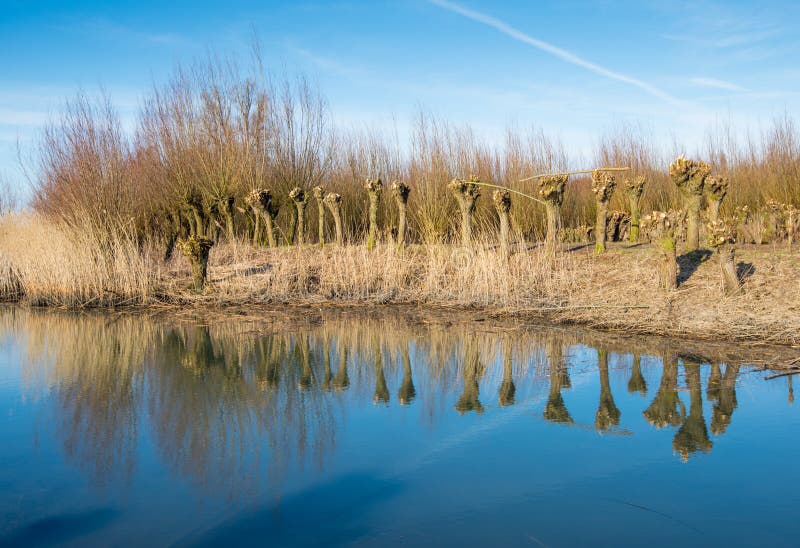 Pollarded willows and their reflections in the mirror smooth water surface of the water on a sunny day in the winter season. Pollarded willows and their reflections in the mirror smooth water surface of the water on a sunny day in the winter season.