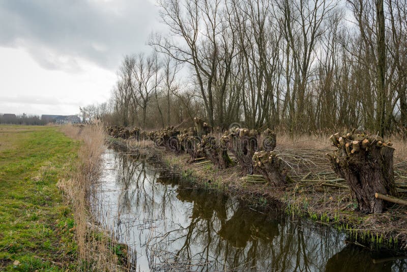 Recently pollarded willow trees on the edge of a creek. The pruned branches are ready for transport. It is a cloudy day at the end of the winter. Recently pollarded willow trees on the edge of a creek. The pruned branches are ready for transport. It is a cloudy day at the end of the winter.