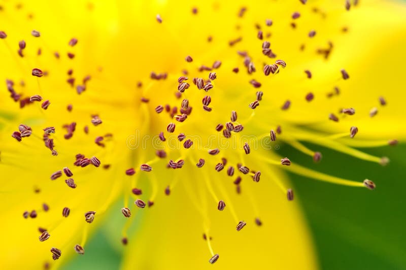 Pollen royalty free stock images Pollen royalty free stock images