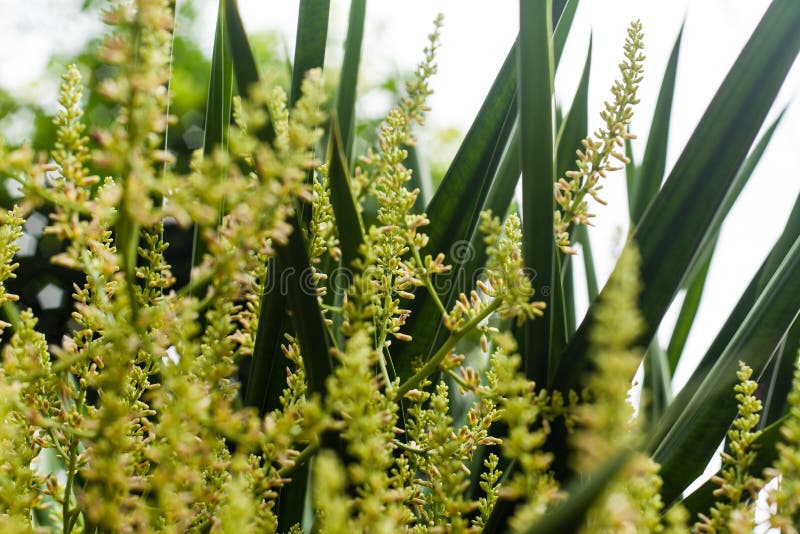 Pollen stock image. Image of nature, leaves, growth, season 97528647