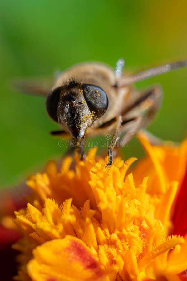 Pollen Covered Bee Face. A worker honey bee forages for nectar on a bi-color marigold flower. The bee's face is covered with pollen and debris. Bright goldenrod