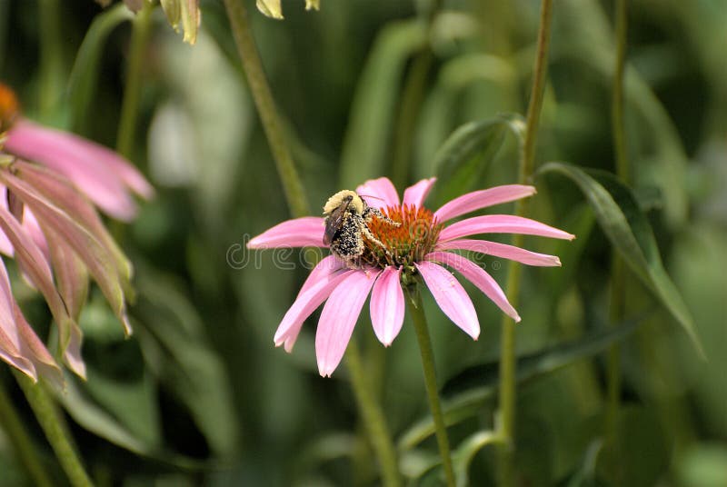 A pollen covered bee on a purple cone flower.