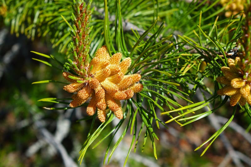 Cosses de pollen de pin image stock. Image du arbre - 109681835