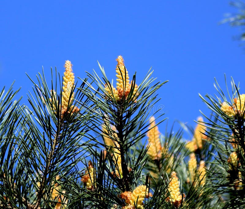 Cosses de pollen de pin image stock. Image du arbre - 109681835