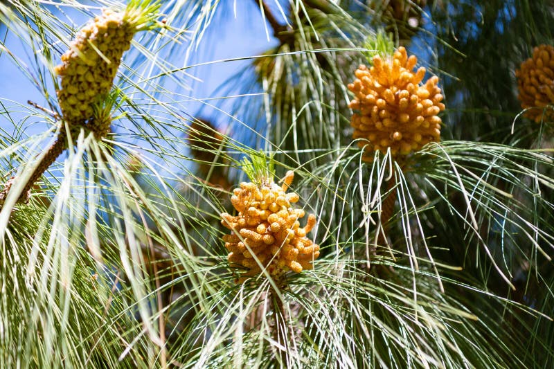 Pollen de pin images libres de droit, photos de Pollen de pin