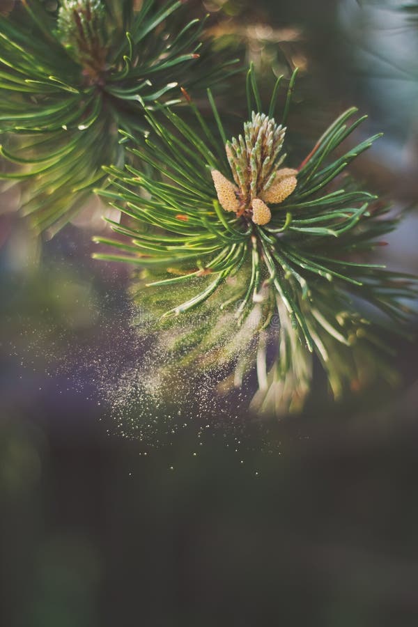 Pollen de pin de montagne photo stock. Image du pollinisation - 53842678