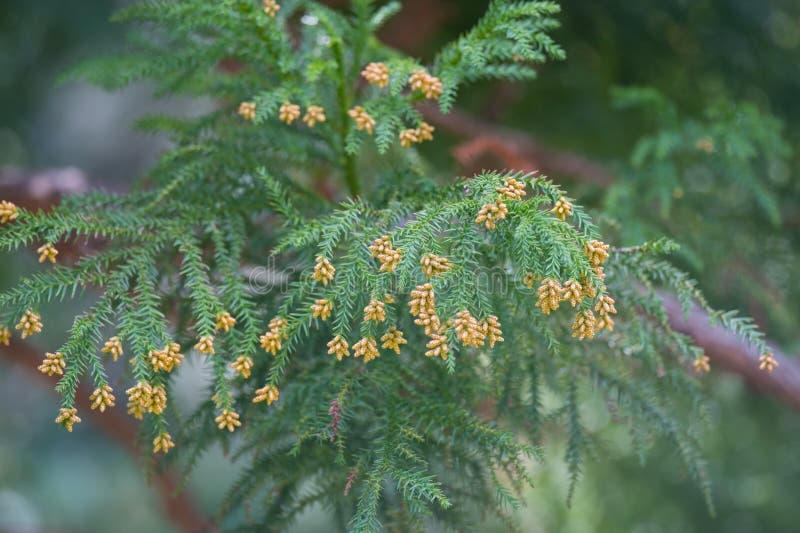 Pollen Dust of Japanese Cedar Stock Photo Image of wild, pollen 29498852