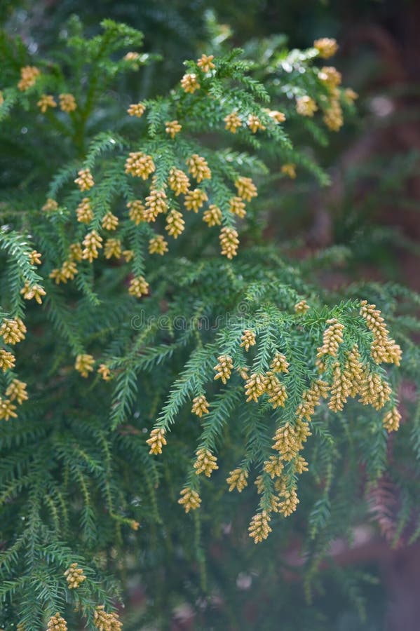 Pollen Dust of Japanese Cedar Stock Photo Image of cedar, timber