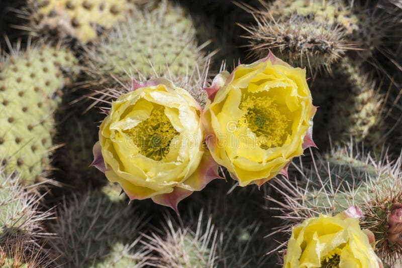 Pollen Filled Paddle Cactus Flowers Stock Image Image of nevada