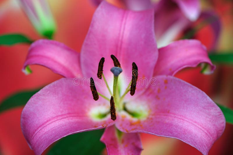 Pollen inside Lily flower stock photo. Image of inside 48375804