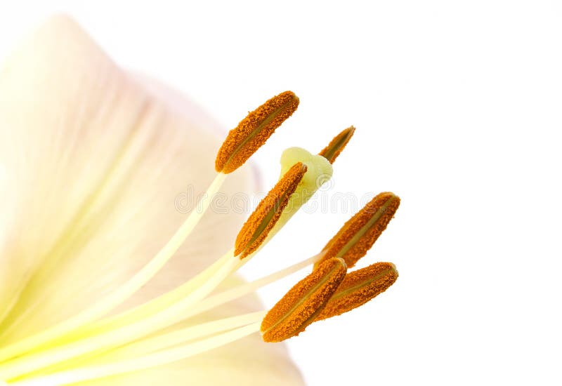 Pollen on lily stamens