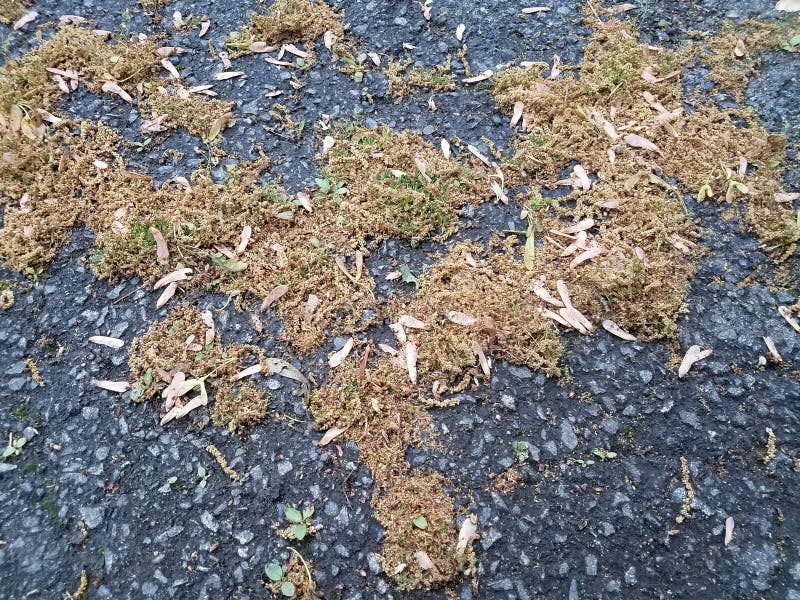 Pollen and maple tree seeds on black asphalt stock image Pollen and maple tree seeds on black asphalt stock image
