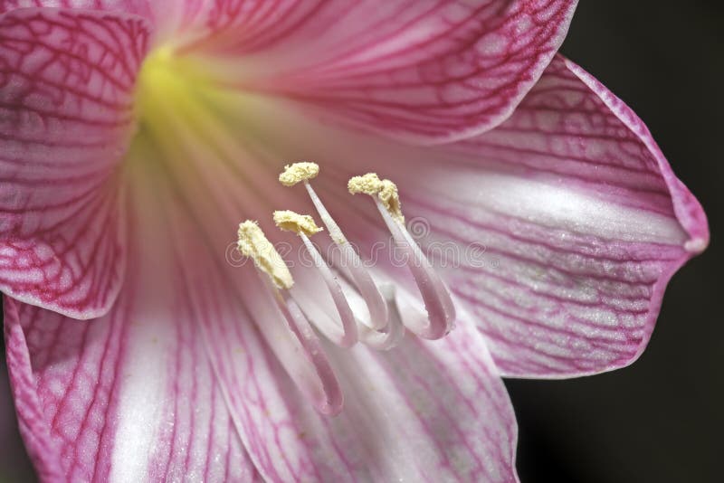 Pollen Off Pink Hippeastrum.Pink Flower Petals Stock Photo Image of