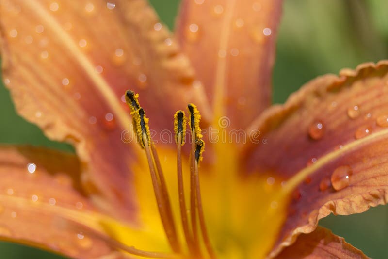 Pollen on an orange flower stock image. Image of romantic 91111715
