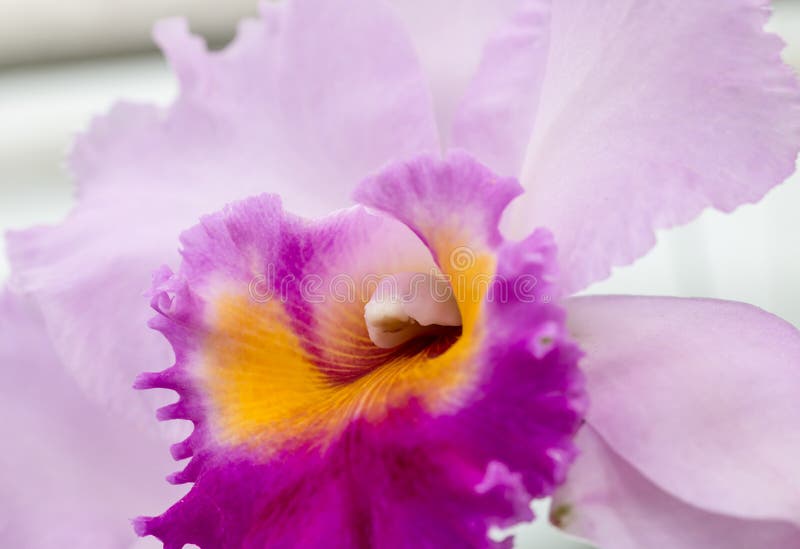 Pollen orchid stock image. Image of nature, flower, orchid 59168613