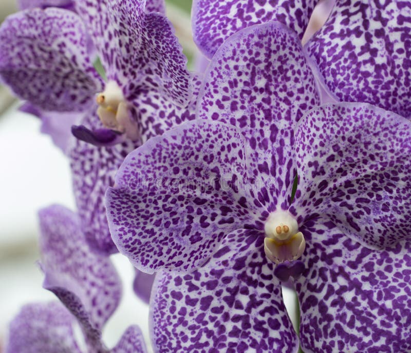 Pollen orchid stock image. Image of nature, flower, orchid 59168613