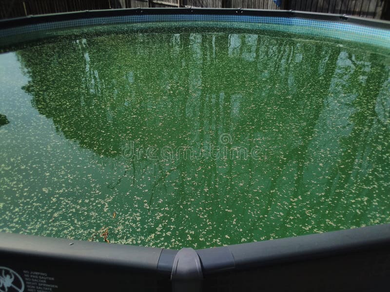 Pollen in Outdoor Pool stock photo. Image of pool, water - 177758424