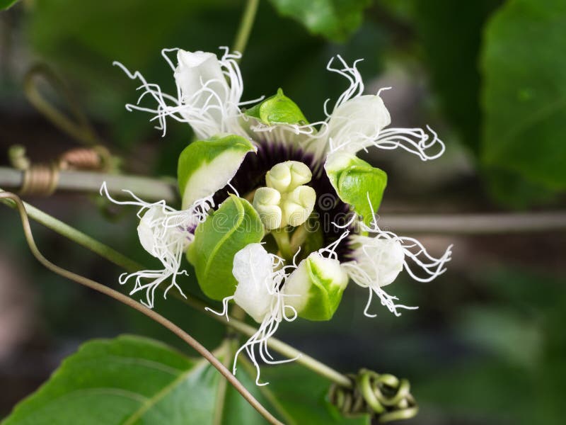 Pollen Passion Flower Fruit Stock Photo Image of background, macro