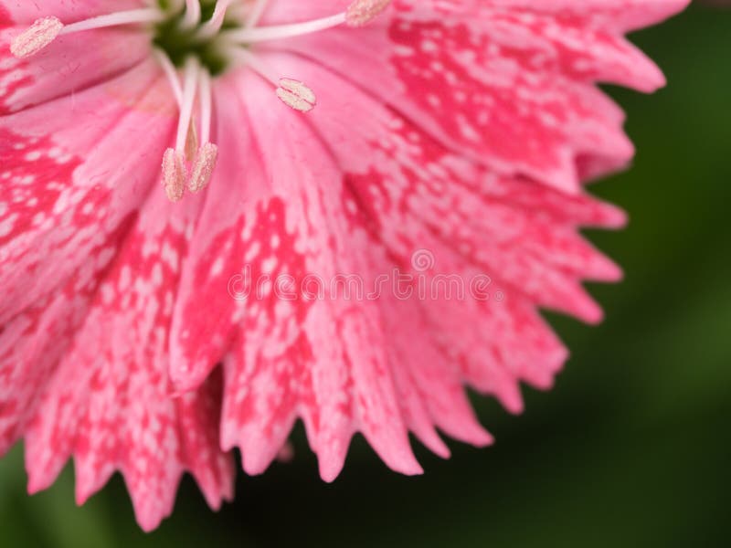 The Pollen of Pink Dianthus Flower