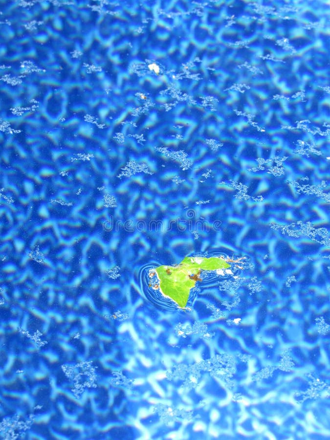 Pollen on Pool Water Surface Stock Image Image of leaves, dust 191619659