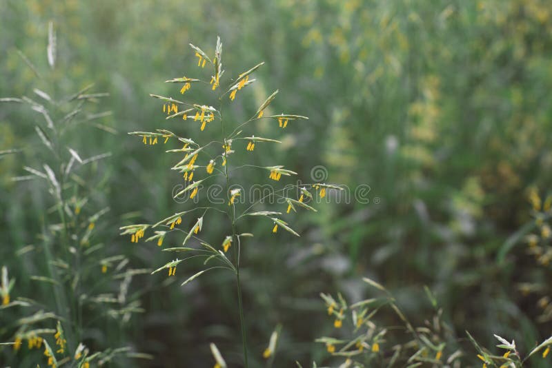 Pollen sur l'herbe photos stock Pollen sur l'herbe photos stock