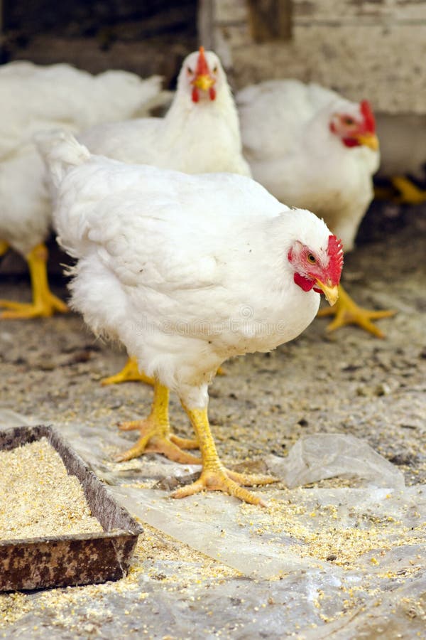 White chickens on a rural farm. White chickens on a rural farm.