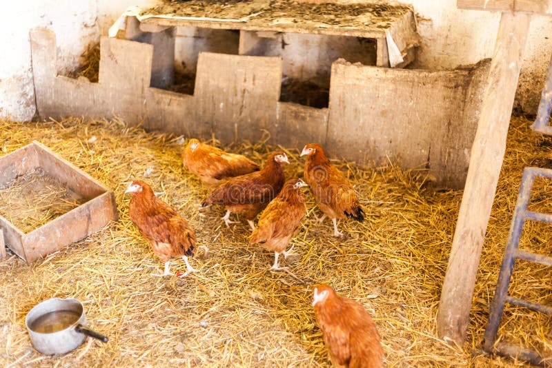 Polli rossi nel granaio con fieno Concetto di produzione alimentare del villaggio con gli animali domestici Polli che mangiano al immagini stock Polli rossi nel granaio con fieno Concetto di produzione alimentare del villaggio con gli animali domestici Polli che mangiano al immagini stock