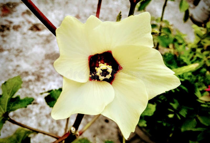 Pollinated Lady Finger& X27;s Flower Stock Photo Image of petal