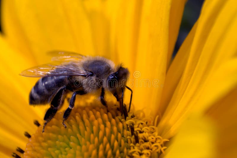 Pollinating bee