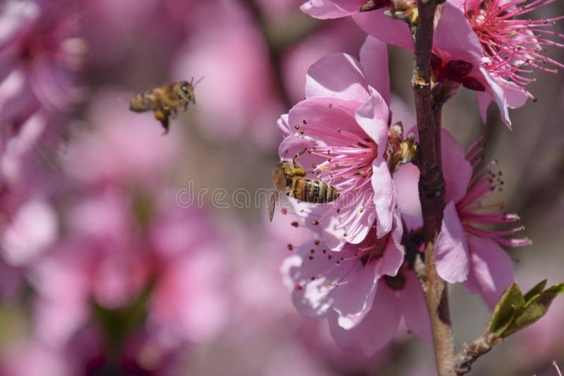 Pollination av blommor vid bipersikan royaltyfria foton Pollination av blommor vid bipersikan royaltyfria foton