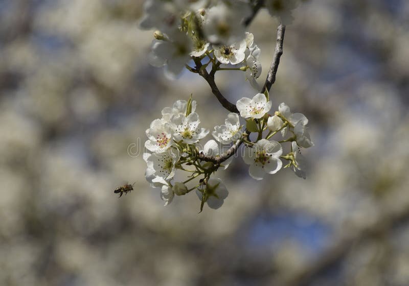 Pollination av blommor vid bipäron arkivfoto Pollination av blommor vid bipäron arkivfoto
